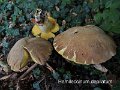 Hemileccinum depilatum-amf292-1